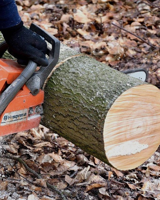 Couper du bois gelé dans la région de Khabarovsk